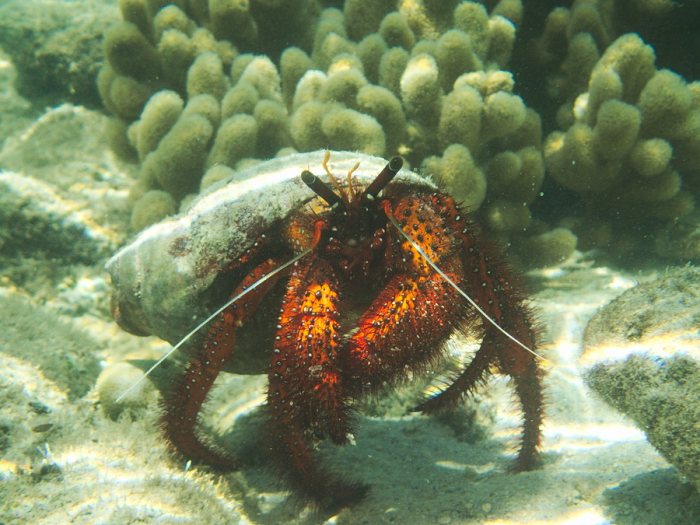 Dardanus megistos