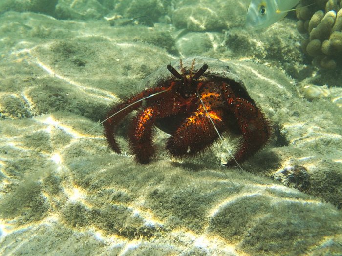 Dardanus megistos