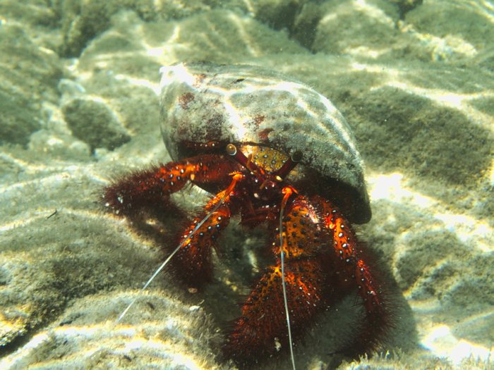 Dardanus megistos