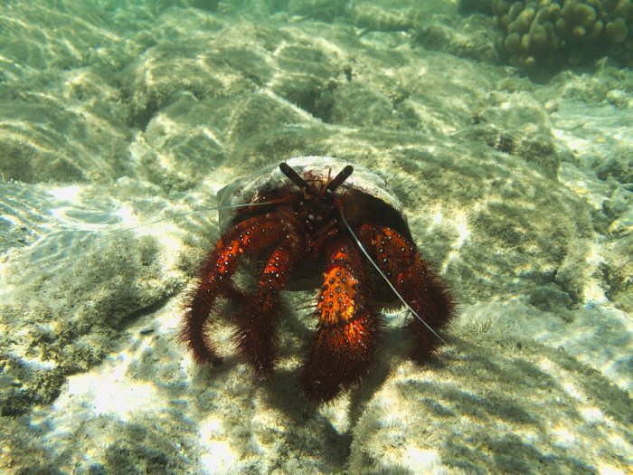 Dardanus megistos