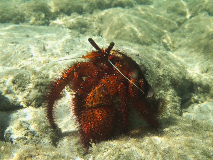 Dardanus megistos