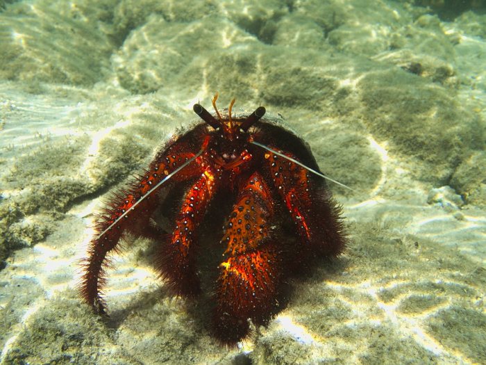 Dardanus megistos