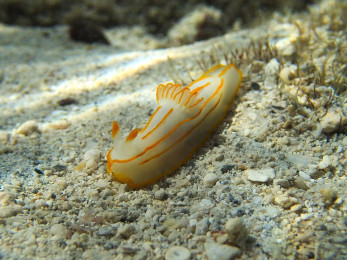 Gymnodoris striatum