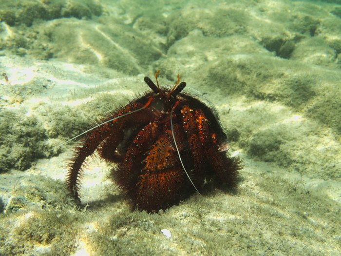 Dardanus megistos
