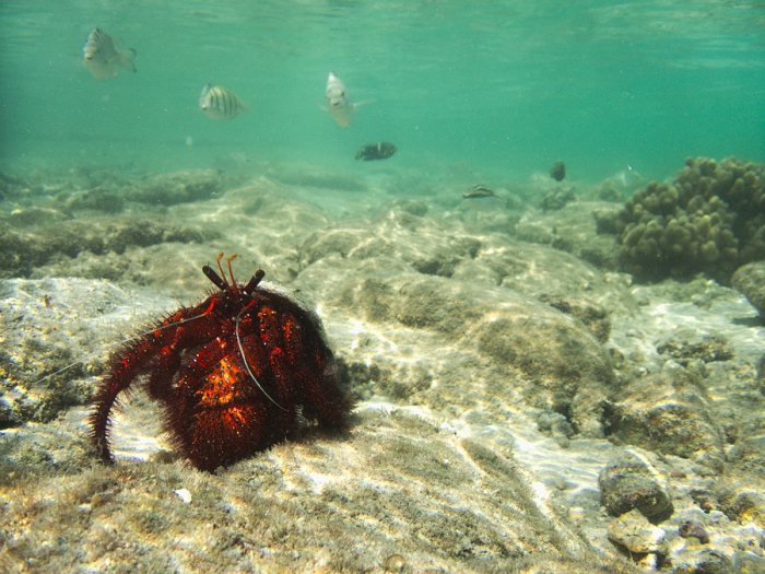 Dardanus megistos