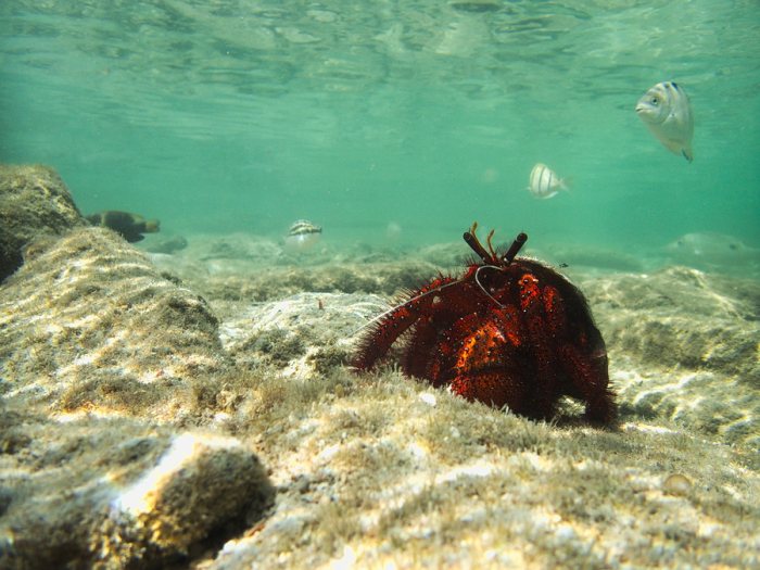 Dardanus megistos