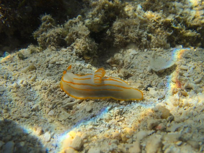 Gymnodoris striatum