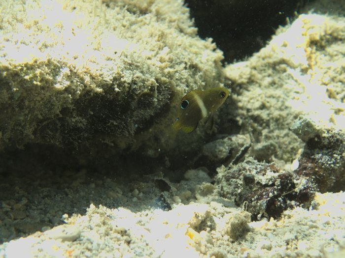 Chrysiptera biocellata
