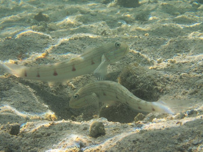 Valenciennea longipinnis