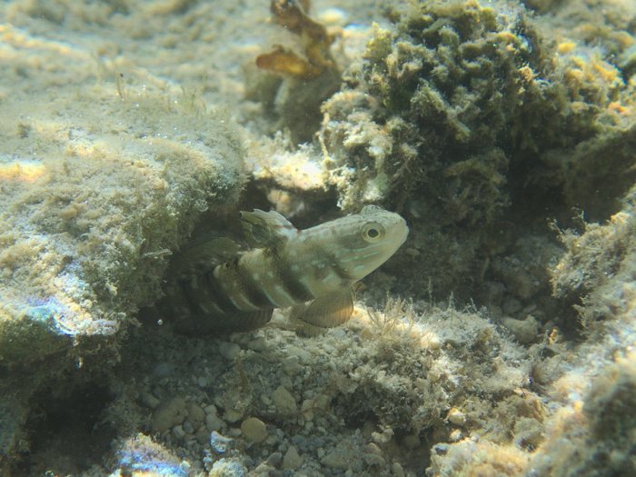 Amblygobius phalaena