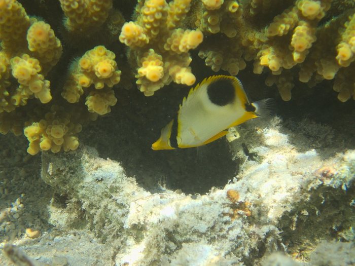 Chaetodon ephippium