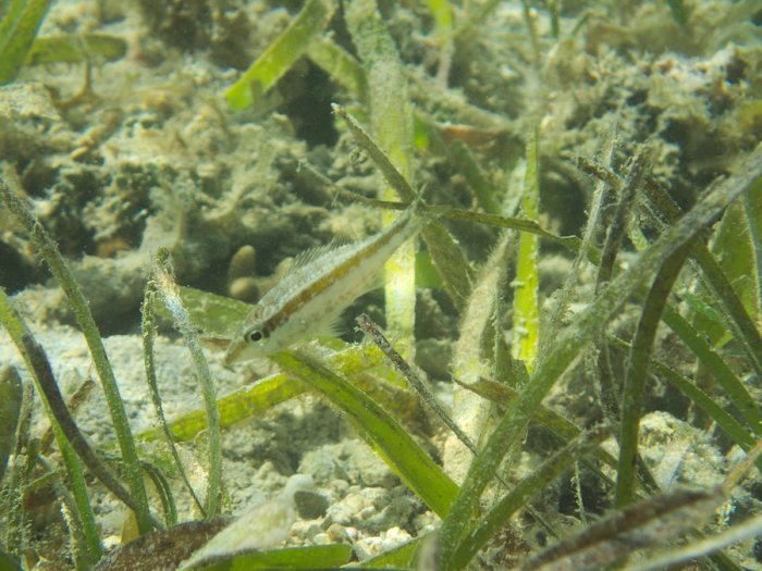Poissons osseux