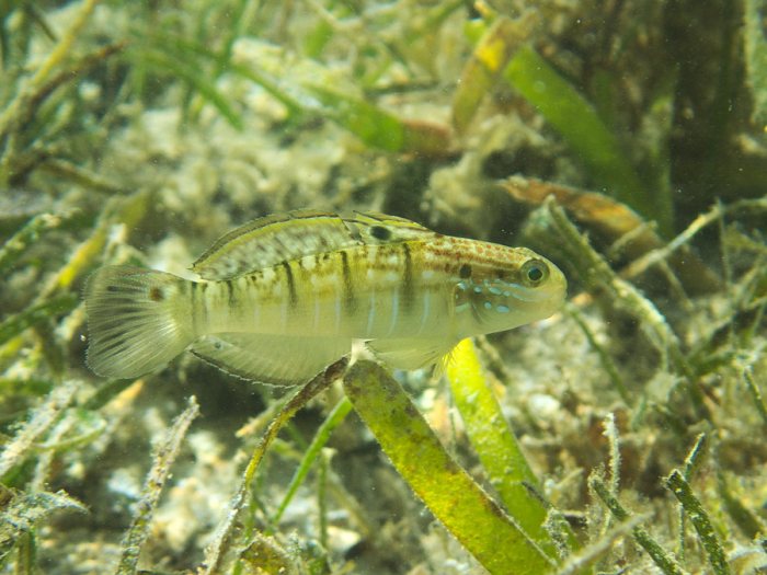 Amblygobius phalaena