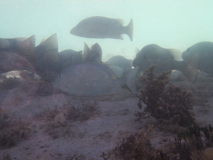 Siganus lineatus
