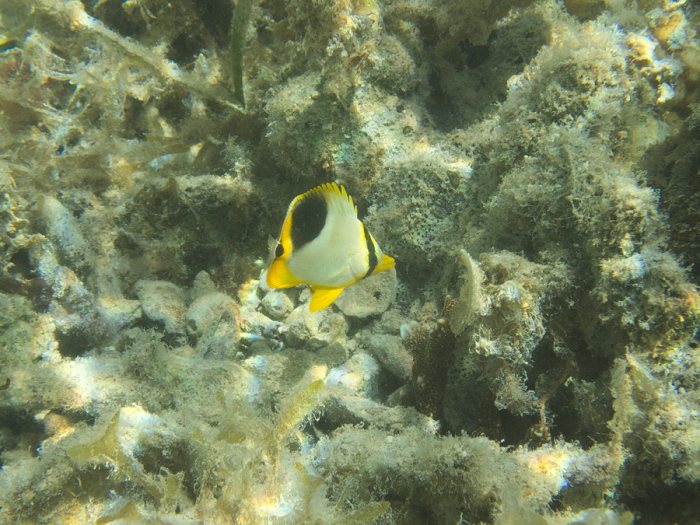 Chaetodon ephippium