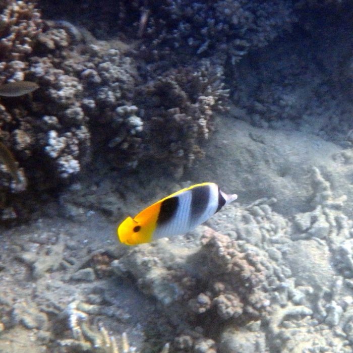 Chaetodon ulietensis