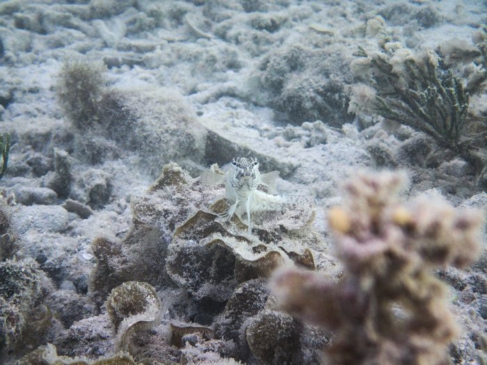 Parapercis australis