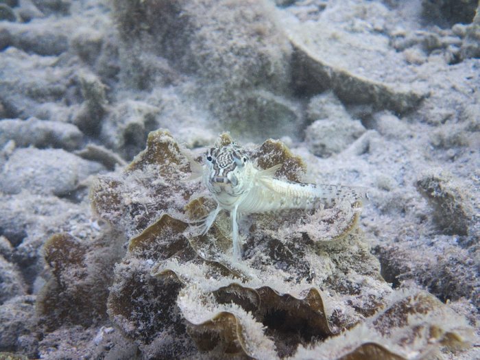 Parapercis australis