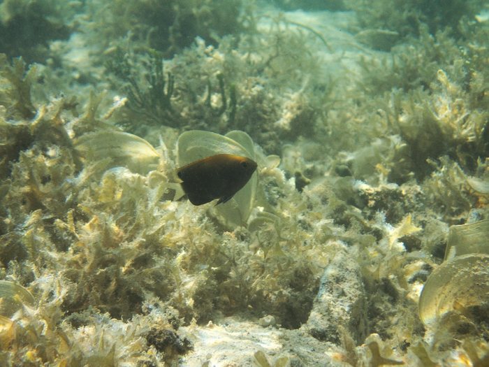 Pomacentrus chrysurus