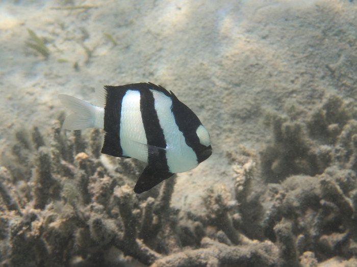 Dascyllus aruanus