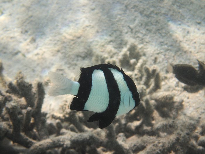 Dascyllus aruanus
