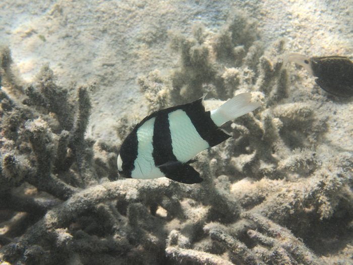 Dascyllus aruanus