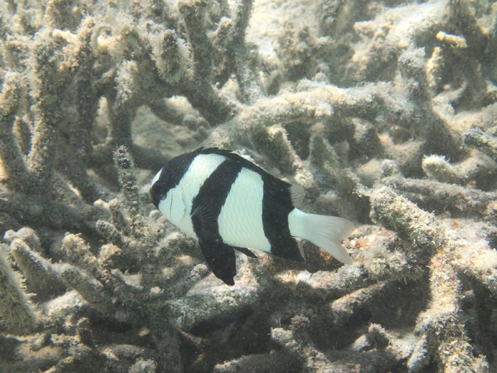 Dascyllus aruanus
