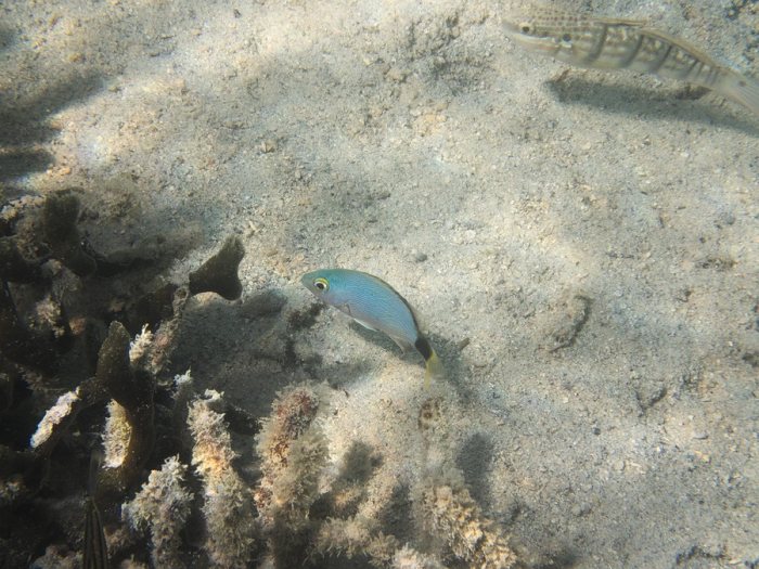 Poissons osseux