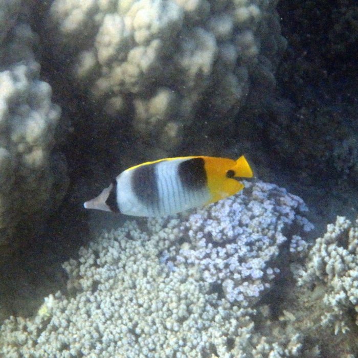 Chaetodon ulietensis