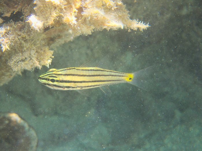 Cheilodipterus quinquelineatus
