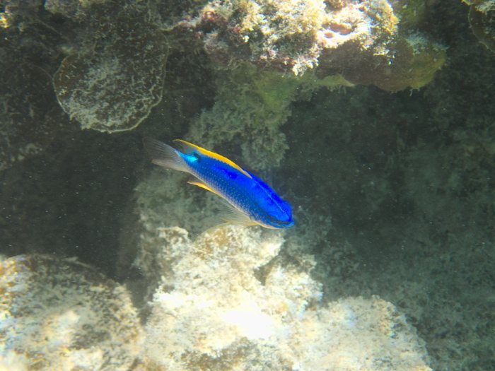 Chrysiptera taupou
