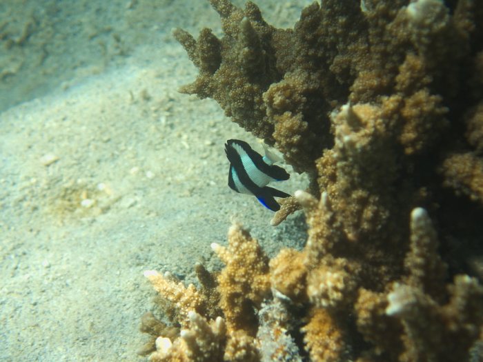Dascyllus aruanus