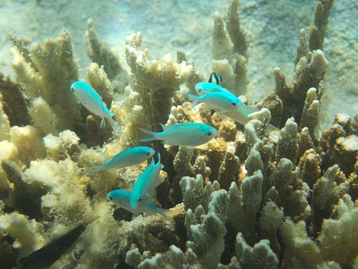 Chromis viridis