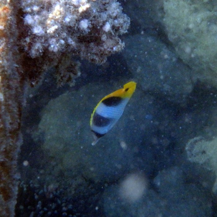 Chaetodon ulietensis