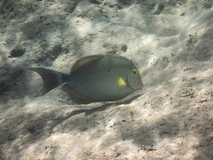 Acanthurus blochii