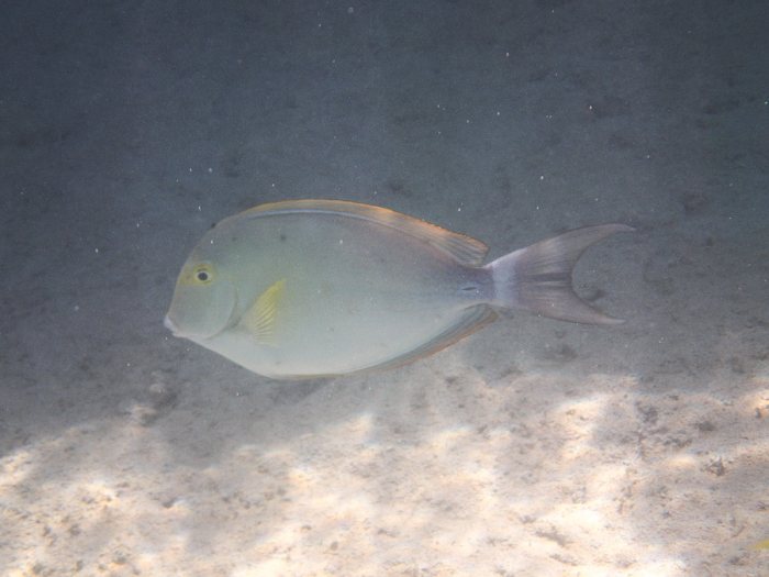Acanthurus blochii