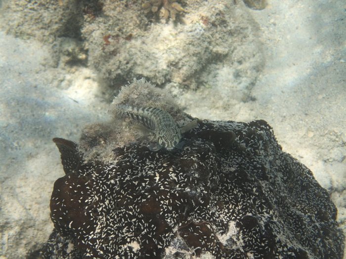 Parapercis australis
