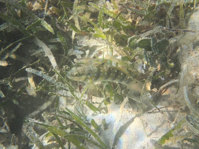 Amblygobius phalaena
