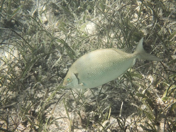 Siganus woodlandi