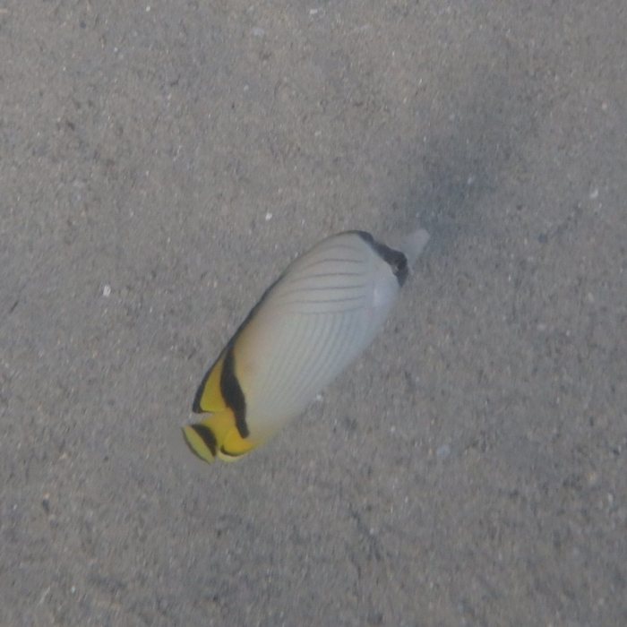 Chaetodon vagabundus