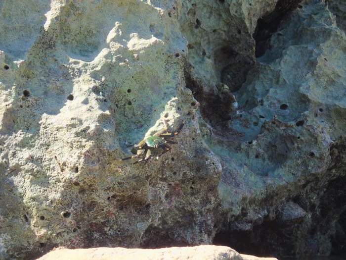 Grapsus albolineatus