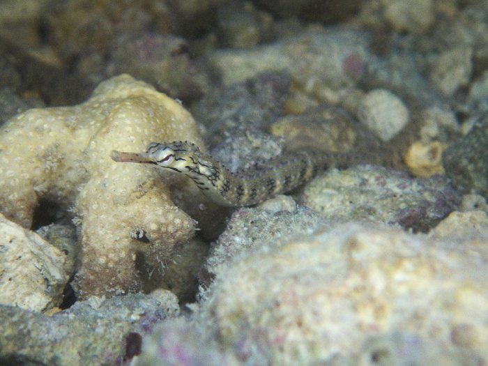 Corythoichthys haematopterus