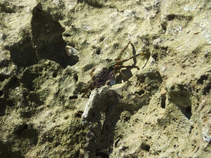 Grapsus albolineatus