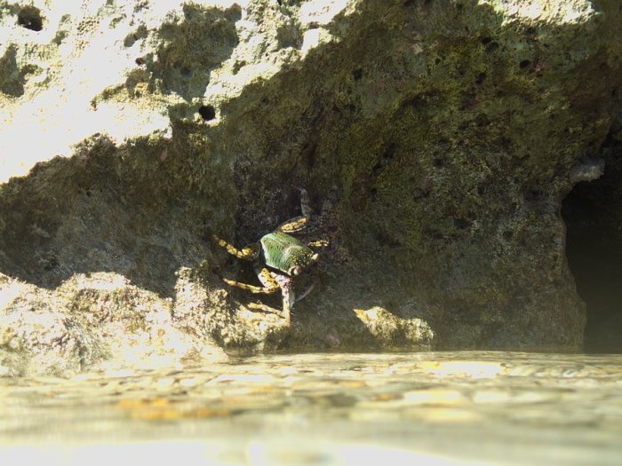 Grapsus albolineatus