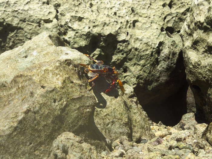 Crabe