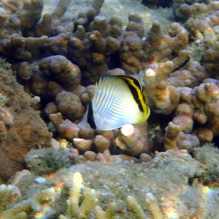 Chaetodon vagabundus