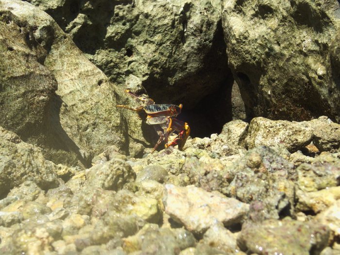 Crabe