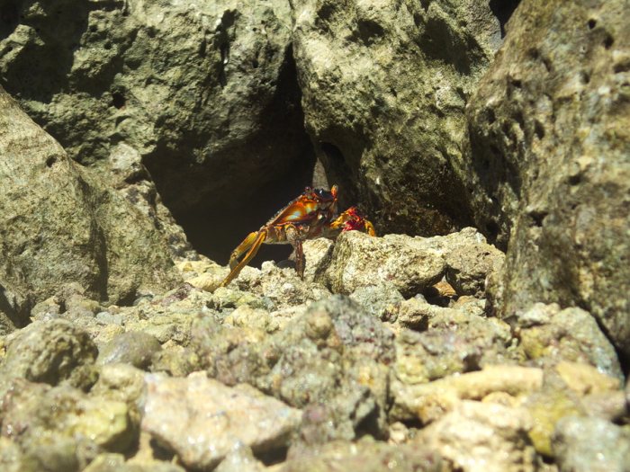 Crabe