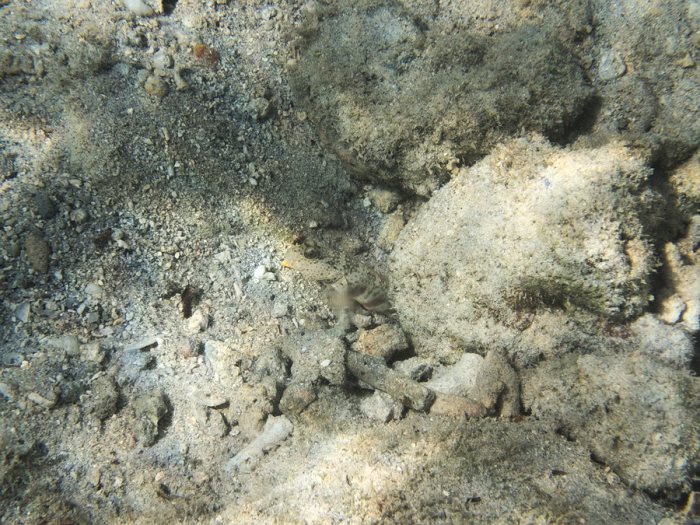 Cryptocentrus leptocephalus