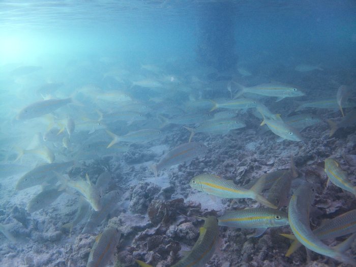 Mulloidichthys flavolineatus